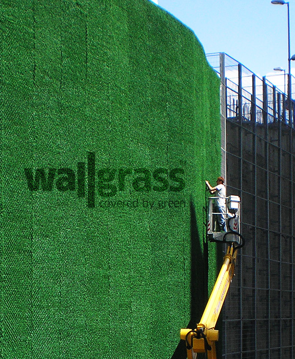 Wallgrass